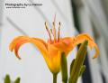 _IGP5868 tiger lily (bad background)